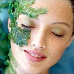 Морские водоросли