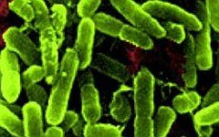 Образцы бактерии Pseudomonas aeruginosa. Фото с сайта nasa.gov Образцы бактерии Pseudomonas aeruginosa. Фото с сайта nasa.gov