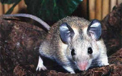Мышь - разносчица чумы. Фото с сайта megabook.ru