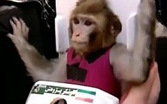 Макака Фаргам. Стоп-кадр с видео на YouTube Макака Фаргам. Стоп-кадр с видео на YouTube