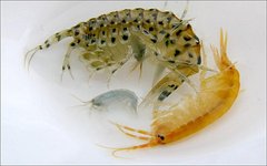 Eulimnogammarus messerschmidtii. Фото с сайта isu.ru Eulimnogammarus messerschmidtii. Фото с сайта isu.ru