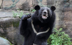 Гималайский медведь. Фото с сайта wikimedia.org Гималайский медведь. Фото с сайта wikimedia.org
