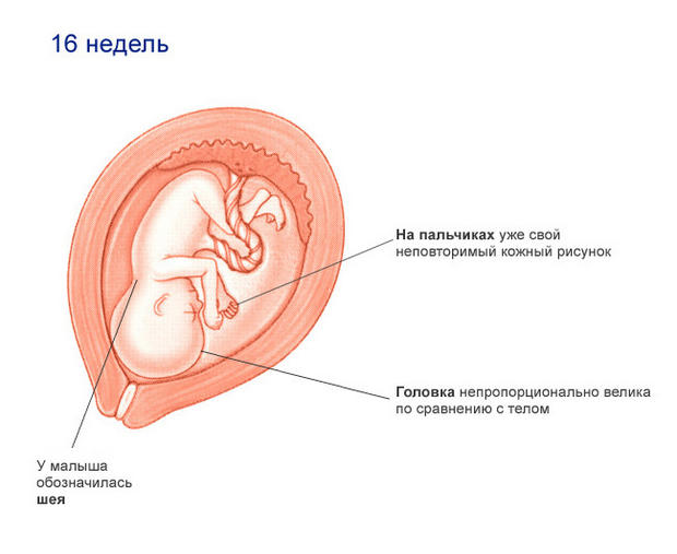 16 17 неделя беременности анализы