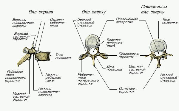 Выпрямление коленный сустав Выпрямление коленный сустав