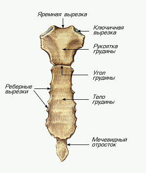 Между рукояткой и телом грудины Между рукояткой и телом грудины