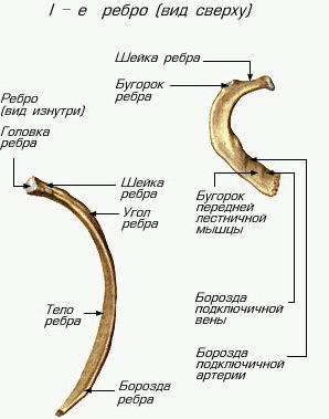 ребро