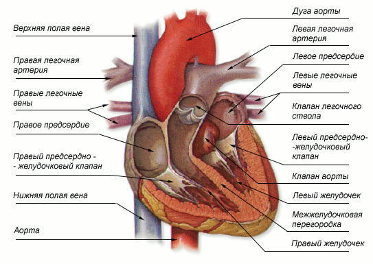 Кровь на сахар из вены или из пальца