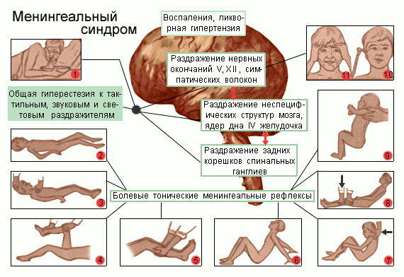 Простамол производство германия