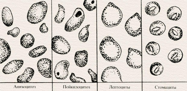 Инструкция Камера Горяева Для Счета Форменных Элементов Крови