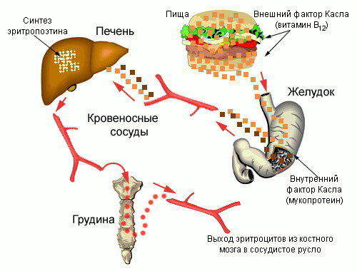 Как печень связана с мозгом Как печень связана с мозгом
