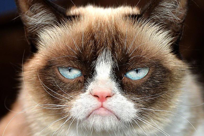 grumpy-cat-14.jpg