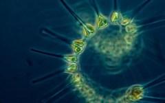 Бесчисленный фитопланктон, дрейфующий в море. Фото с сайта noaa.gov Бесчисленный фитопланктон, дрейфующий в море. Фото с сайта noaa.gov
