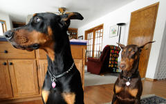 Фото с сайта thebedbuginspectors.com