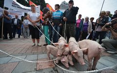 Участники протестной акции в Киеве © РИА Новости, Алексей Вовк