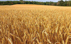 Фото с сайта agrobook.ru