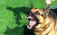 Фото с сайта animal.ru Фото с сайта animal.ru