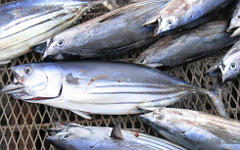 Фото с сайта fishindustry.net Фото с сайта fishindustry.net