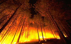 Фото с сайта lesorub.ru Фото с сайта lesorub.ru