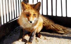 Фото с сайта zoopiton.ru Фото с сайта zoopiton.ru