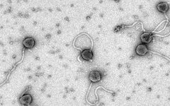 Изображение с сайта plosone.org Изображение с сайта plosone.org