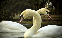 Фото пользователя Flickr debabrata Фото пользователя Flickr debabrata