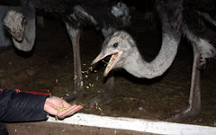 Фото Юрия Головина с сайта wikimedia.org Фото Юрия Головина с сайта wikimedia.org