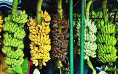 Фото с сайта tasteofthai.ru Фото с сайта tasteofthai.ru