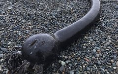 Водоросль нереоцистис Лютке. Фото Максим Антипин с сайта park-beringia.ru Водоросль нереоцистис Лютке. Фото Максим Антипин с сайта park-beringia.ru