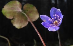 Печёночница благородная. Фото Иван Матершев с сайта inaturalist.org Печёночница благородная