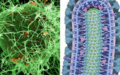 Фото © NIAID / David S. Goodsell, RCSB Protein Data Bank Вирус Эбола
