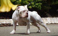 Бразильский бульдог. Фото с сайта pixabay.com Бразильский бульдог. Фото с сайта pixabay.com