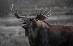 Фото с сайта Pixabay.com Лоси оказались самыми дорогими животными России
