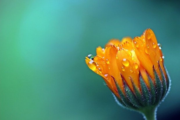 Как календула влияет на кошек. marigold 1568646 640. Как календула влияет на кошек фото. Как календула влияет на кошек-marigold 1568646 640. картинка Как календула влияет на кошек. картинка marigold 1568646 640